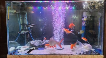 Akvariumlar: Dördbucaq akvarium, Balıqlarla birlikdə, 120 l — 18