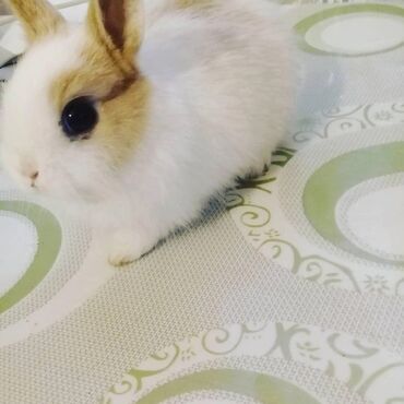 Dovşanlar: 🟠 Ev dovşanı balalarına super endirim kampaniyası. müvəqqəti olaraq 50 — 16