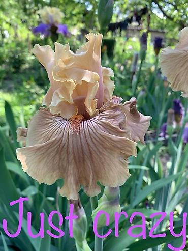 Другие садовые цветы и кустарники: Сортовые ирисы.
От 350 до 500 сом — 5