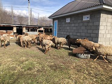 Баран, овца: Продаю | Овца (самка) | Для разведения — 10