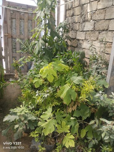 Ağaclar: Satılır: dekorativ bitkilər toplusu - Gül kolları (mini/çalı tipli) – — 20