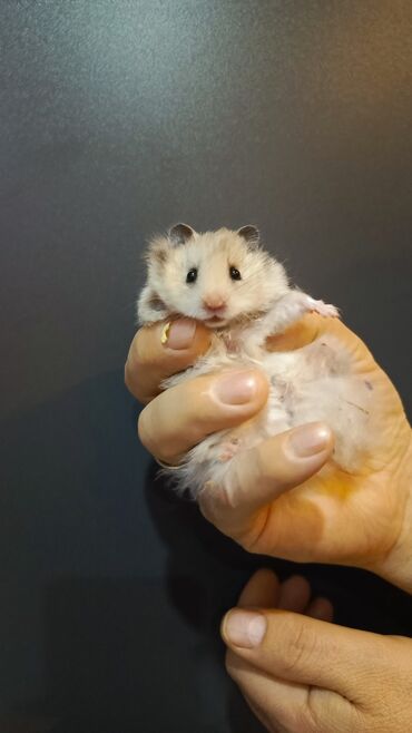 Gəmiricilər: Angora sort xomyaklar mehribandırlar bu sort dişləmir və aqressiv — 14