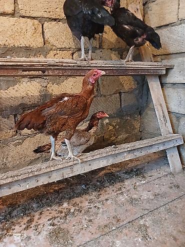 eşşək sudu satışı: Toyuq cücələri, Damazlıq — 5