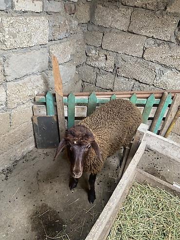 Qoyun – yerli cins, qəhvəyi rəngdə, quyruqlu (yağlı quyruq tipli). - lalafo.az -da — 6 Qoyun – yerli cins, qəhvəyi rəngdə, quyruqlu (yağlı quyruq tipli). - — 6