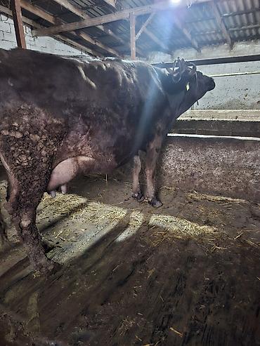 Коровы, быки: Продаю | Корова (самка), Тёлка — 13