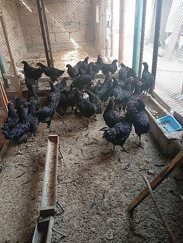 кок бээ: Продаю кур породы «Джерсинский гигант». 5 месяцев Петухи 2000 сом Куры — 1