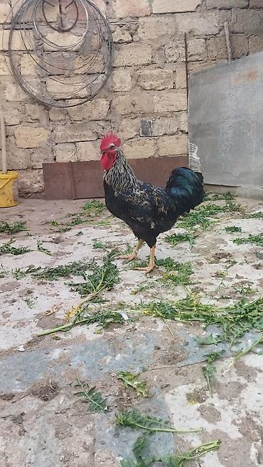 Quşlar: Satılır 11 ayliq xoruz . Aktiv ve saglam xoruzdu. Damazliq uçun — 5