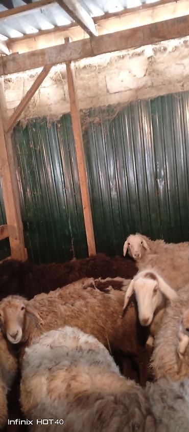 Баран, овца: Продаю | Баран (самец) | На забой — 6
