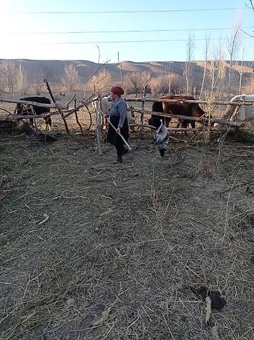 Курулуш адистиктери: Электрик круглосуточно 
электрик Бишкек — 2
