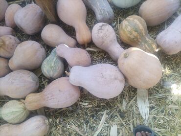 куплю бу мебель: Тыква