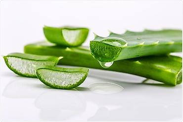 hokməli cicek: ALOE VERA (Aloe barbadensis miller) – saksı bitkisi -BİTKİNİN ÖZÜ 15 — 4