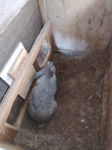 Dovşanlar: Tam saglam dovwanlardir.her qiymete dovwan olur.balalar 5 manatdan — 10