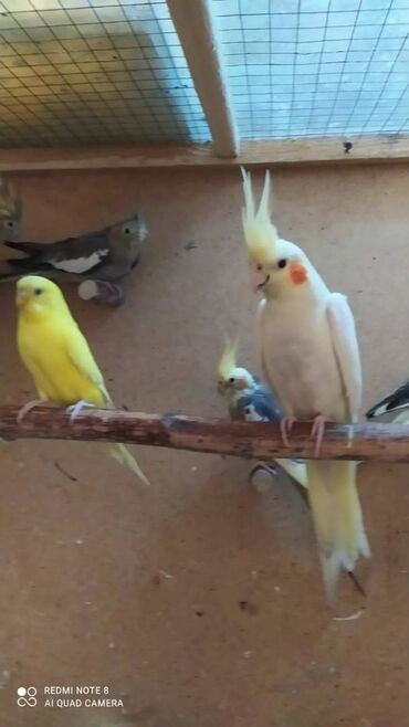 Tutuquşları: Salam. ENDİRİMLƏR🦜🐦 DANIŞAN VƏ DANIŞMAGA HAZİR OLAN QUŞLAR — 9