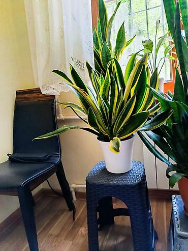sanseveriya: Məhsul: Sanseveriya (Snake Plant) – iki müxtəlif sort Təsvir: - Quraq — 2