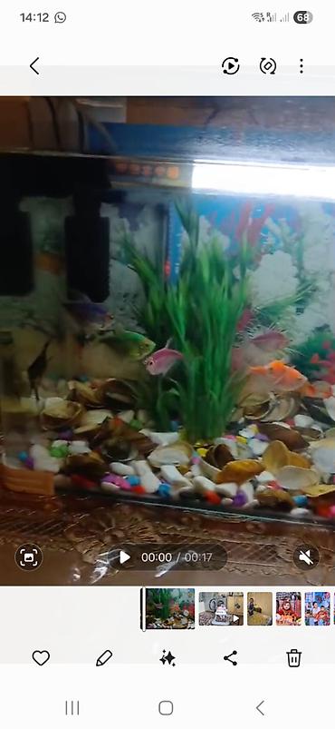 akvarium qiymetleri: Dördbucaq akvarium, Boş, 40 l, Ünvandan götürmə — 4
