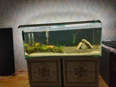 Akvariumlar: Dördbucaq akvarium, Balıqlarla birlikdə, 160 l, Ünvandan götürmə