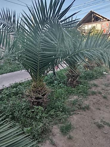 palma gülü: Xurma (xurma xurması) palmaları – peyzaj üçün dekorativ iri kollar — 5