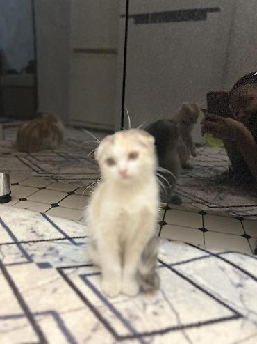 веслаухая кошка: ‼️Продается шотландский вислоухий котенок, трехцветный — 4