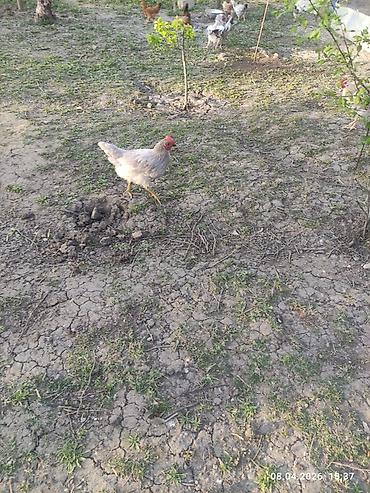 Toyuqlar: Toyuq, Ətlik -da lalafo.az — 6 Toyuqlar: Toyuq, Ətlik — 6