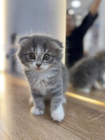 вислоухий шотландец котенок: Şinşilla, Ünvandan götürmə