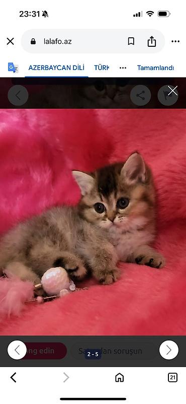 Кошки: Шотландская вислоухая — 8