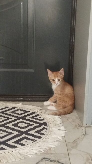 Pişiklər: Tabbi, Erkək, Yaxşı əllərə, Ödənişli çatdırılma