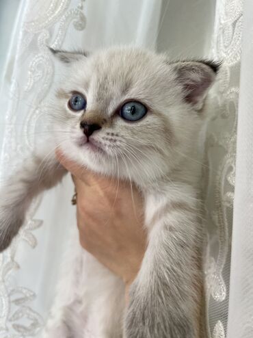 Pişiklər: Şotland, Erkək, Dişi, Ünvandan götürmə -da lalafo.az — 2 Pişiklər: Şotland, Erkək, Dişi, Ünvandan götürmə — 2