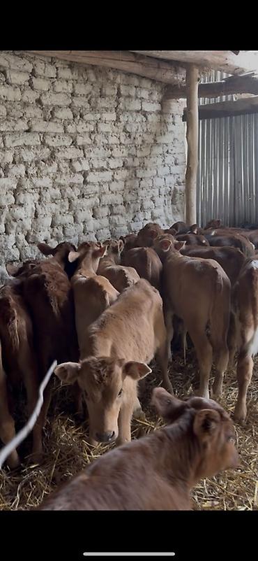 Dana, buzov: Satışda: dana balaları - Növ: yerli cins ətlik/südlük istiqamətə — 34