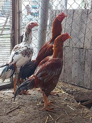 Xoruzlar: Xoruz, il: <1, Ödənişli çatdırılma — 15