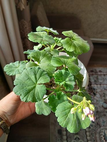 Женское счастье (Спатифиллюм): Комнатные растения в горшках 1) Цитрус (лимон/апельсин из косточки) — — 4