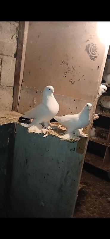 pavlin goyercin: Ağ və ağ-qara naxışlı fancy göyərçinlər (cütlük və fərdlər). - Növ — 3