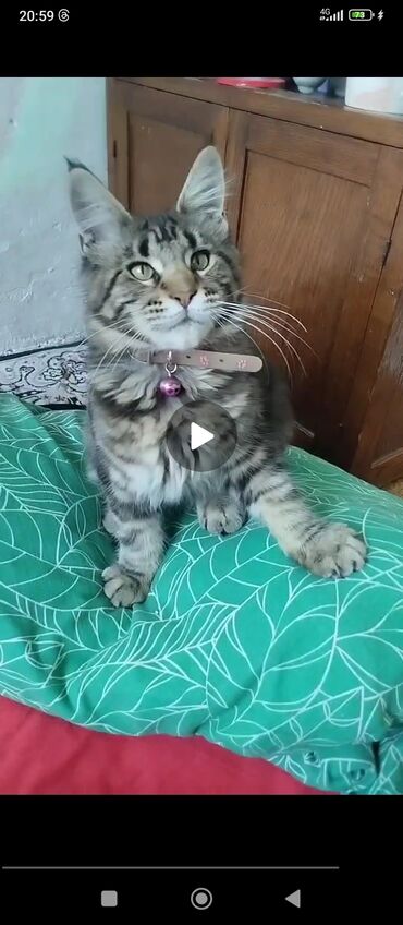 объявления о пропаже животных: СРОЧНО! Пропала кошка на видео в районе пишпека на улице М.лущихина90