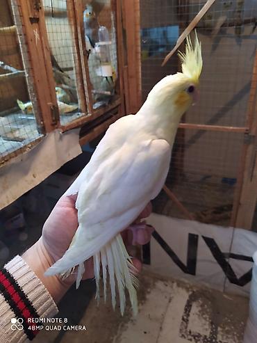 Tutuquşları: Salam. TAM SAĞLAM VİTAMİNLƏR PROFESSİONAL BİT DƏRMANİ VURULUB VƏ — 29