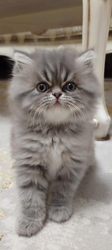 Pişiklər: Fars — 1