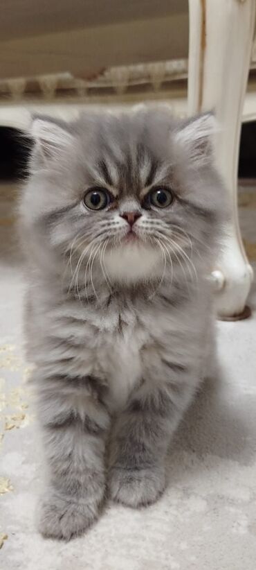 Pişiklər: Erkək, Dişi, Yaxşı əllərə, Rayonlara çatdırılma, Ünvandan götürmə, Ödənişli çatdırılma — 4