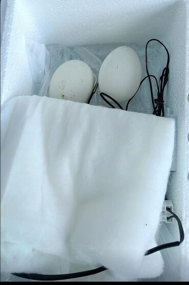 лист 2 мм цена бишкек: Суу төшөктуу инкубатор баалары 10 жумурткалык 900 20 жумурткалык 1800