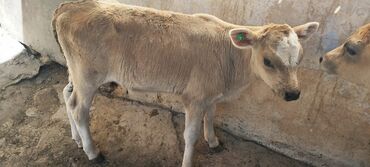 доилка для коров: Сатам | Кунаажын, Музоо | Аргын | Көбөйтүү үчүн | Асыл тукумдуу