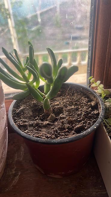 Otaq bitkiləri: Her cure guler var veregliyin baxin ancag xanimlara satiş olur Gencedi — 29