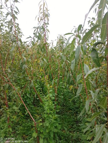 Şitillər: Meyvə tingləri satışdadır və sağlam zəmanətli sifariş verə bilərsiz -da lalafo.az — 18 Şitillər: Meyvə tingləri satışdadır və sağlam zəmanətli sifariş verə bilərsiz — 18