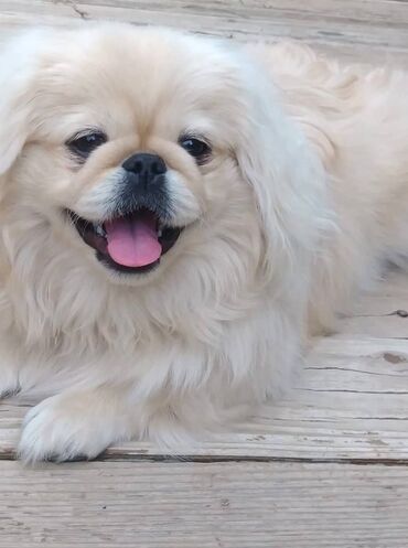 pekines itlər: Пекинес, 1 месяц, Самец