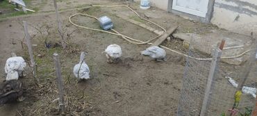 Ördəklər: Həm kəsilməli həm də damazlıq original təmiz cins lal ördəklər ( — 12