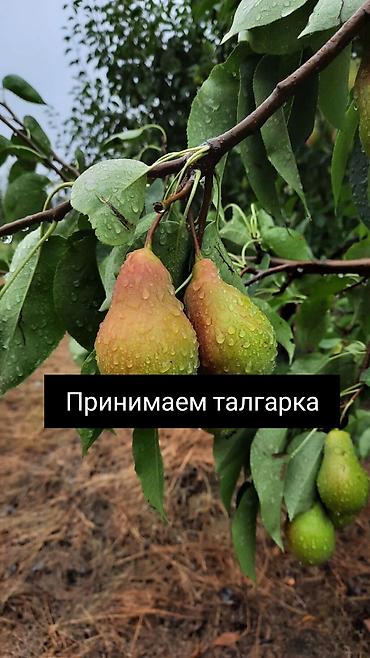 сертификат ала арча: Груши — 1