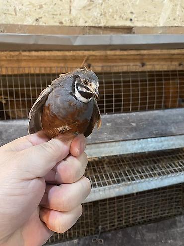 Другие с/х животные: Китайские расписные перепелки - Породы/окрасы: смешанные – тёмные — 20