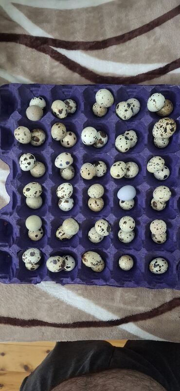 сколько стоит аквариум: Bildirçin yumurtası 1i 15qəpik