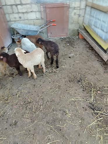 Quzu: 6 erkəy 4 dişi — 1