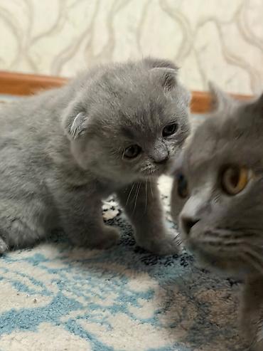 породистые котята: Шотландские котята (окрас голубой) «Милые котята недавно родились 🐾 — 5