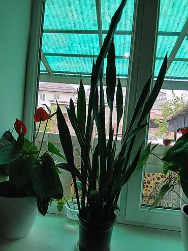 Драцены и Сансевиерии: Сансевиерия (сансевьера, «щучий хвост») в горшках. - Крупные взрослые — 6