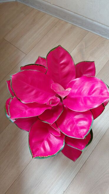 Декоративные цветы: Комнатные цветы — 15