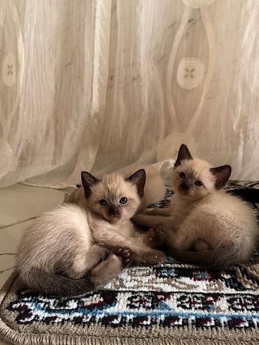 Pişiklər: Siam — 6