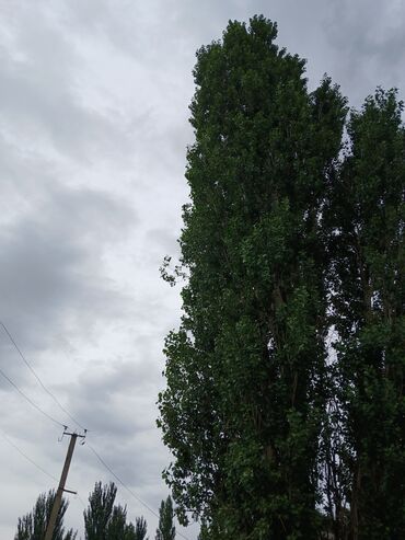 сырьё для мыло: Отун Терек, Өзү алып кетүү